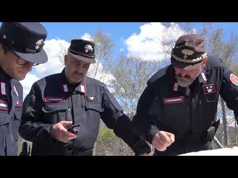 Nuovo avvistamento dell'orso in Valle Vigezzo