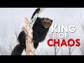Wolverine: The King Of Chaos