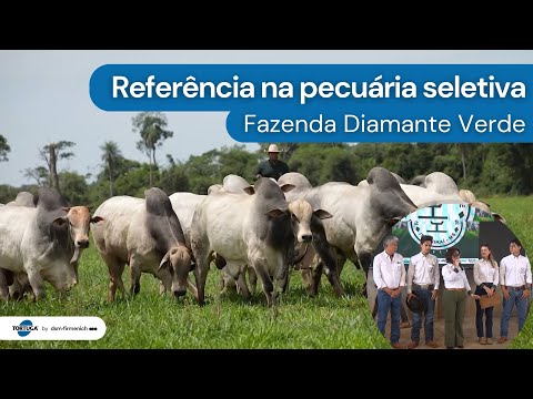 Diamante Verde apresenta seu tesouro genético em Dia de Campo | Noticiário Tortuga