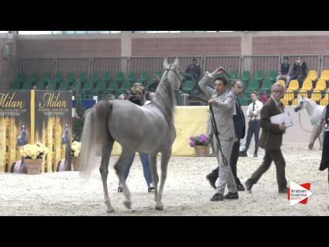 N.68 ELAN DE MARC KA - Milan 2016 - Mares 4-6 years old (Class 7)