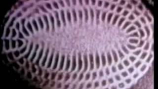 Gemiinii Riisiing - INSECTS EP - 04. Ephemeral