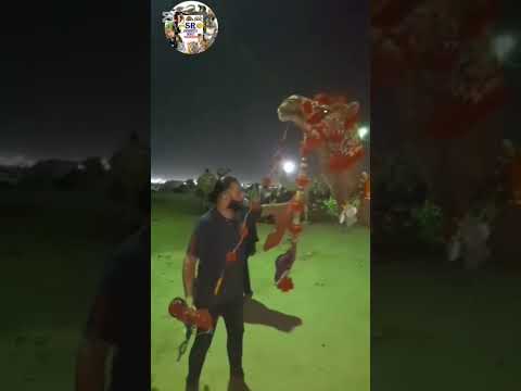 camel 🐫  for eid ul-azah!!#animals #lionnation #cute #pets #eid #camel