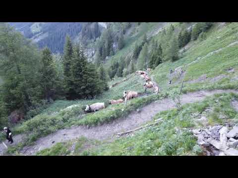 Engstligenalp Alpaufzug 2019