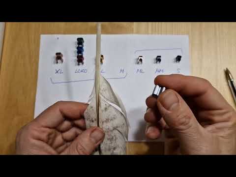 clips cola Marshall, colocación y tipos