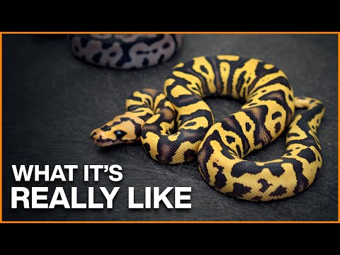 Day in the Life of a Professional Snake Breeder! + Florida Collection Tour