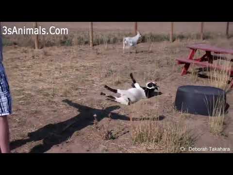 Best of Fainting Goats 🐐 Funny Goats Videos 2020