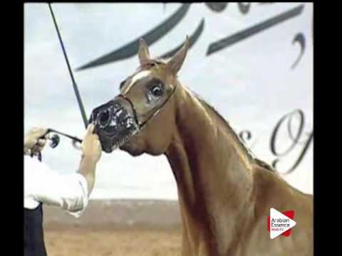 N.96 ZERENGETE - Ajman 2016 - Fillies 3 years old (Class 3)