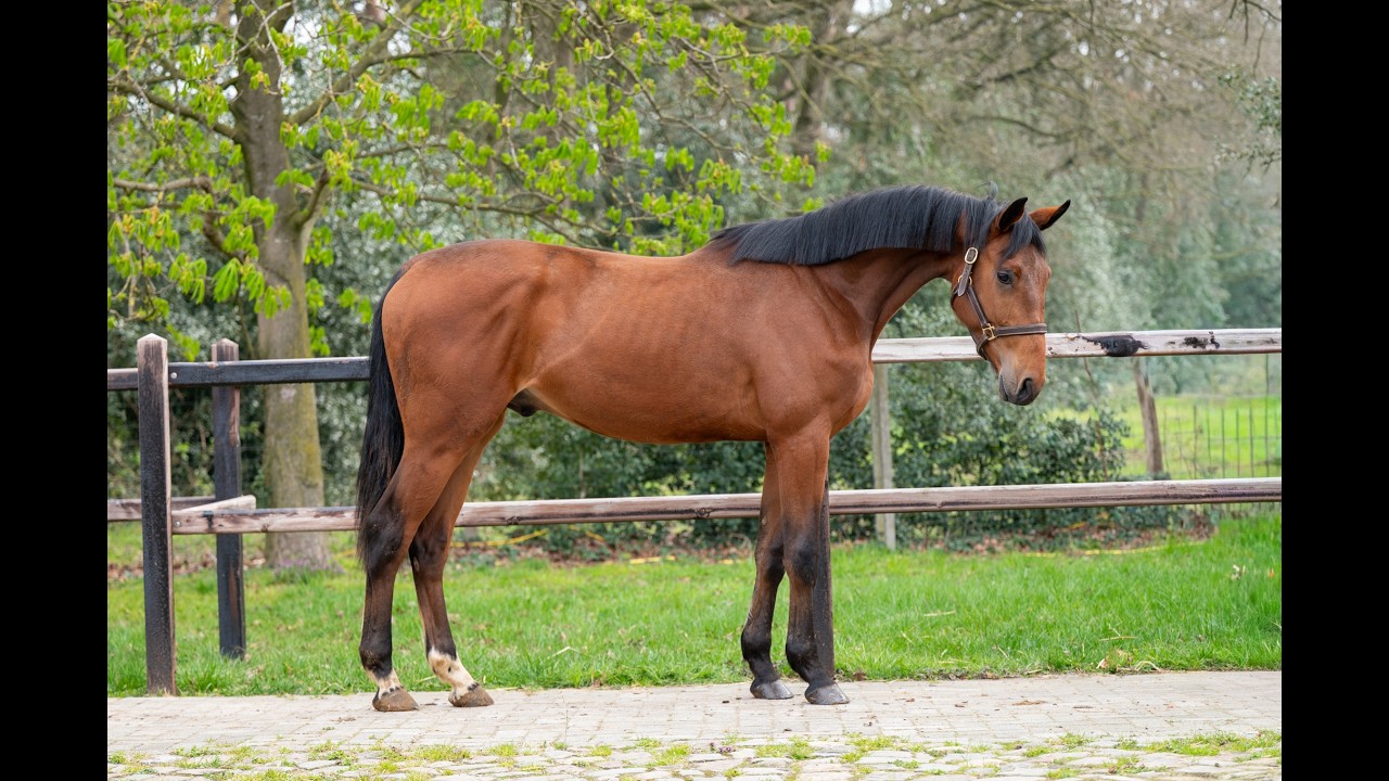 Balthasar M ☆ (GIN FLIP DE MUZE Z x UNITED) video 1