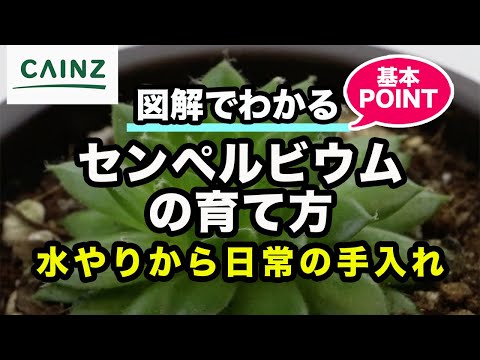 カッシエ、インドキバナ、偽センナ、カッシア瘻