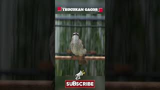 Download lagu Masteran Trucukan Gacor ROPEL PANJANG Ampuh Untuk Pancingan Trucuk Agar Cepat Menaikkan GACOR 107 mp3