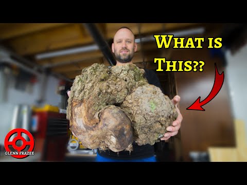 I Found a Burl While Walking in the Woods, Let's See What It Looks Like!