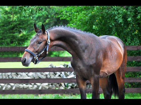 Gasparo S (Grey Flanell - Sandro Song Junior - Retusz) - FOR SALE