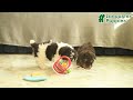 Miniature Poodle dogs for sale: Willie - Video 1
