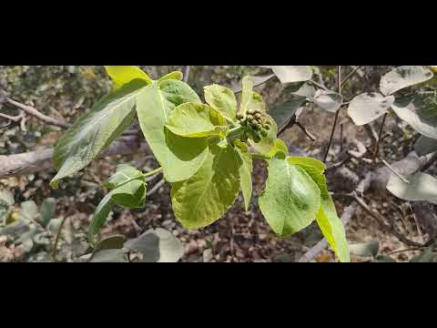 Os pequizeiros  estão florando, varzelandia norte de minas gerais 