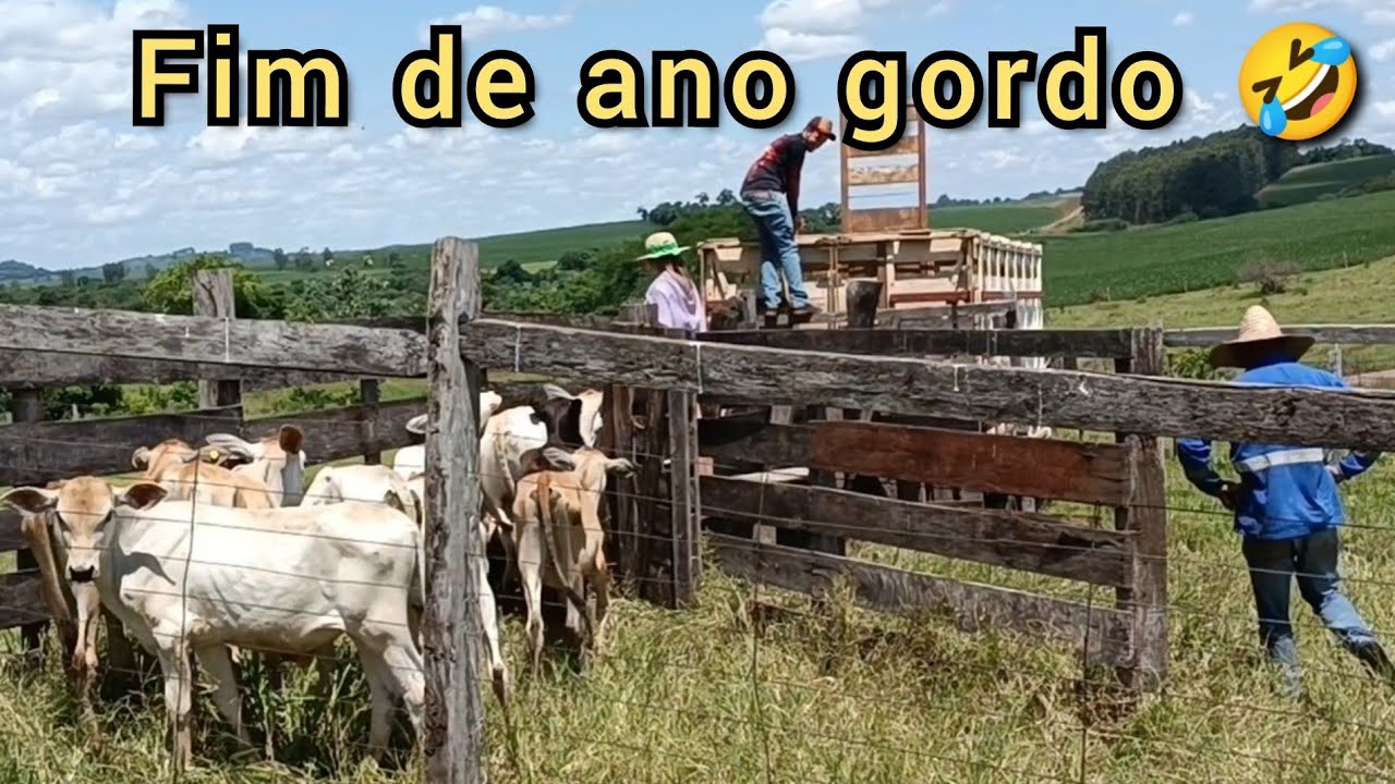 Vendemos a bezerrada # o difícil foi fechar os bichinhos pra carregar.