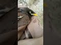 Mynah Bird death | Innocent Birds #shorts #viralvideo #mynabird #birdsshort