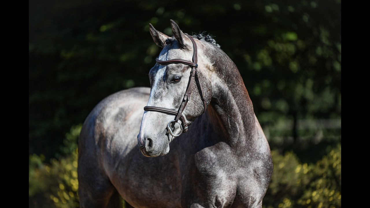 Compact young show jumper with plenty of quality. video 1