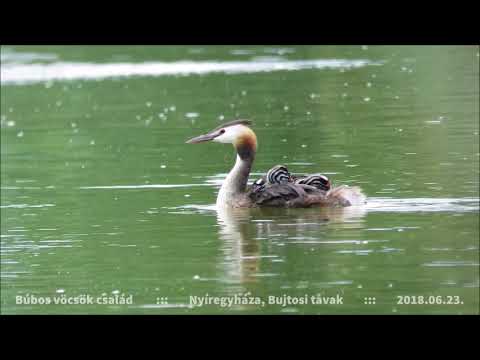Búbos vöcsök család a Bujtoson (2018.06.23.)
