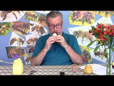 download lagu mp3 mp4 Fireweed Honey Near Me, download lagu Fireweed Honey Near Me gratis, unduh video klip Fireweed Honey Near Me