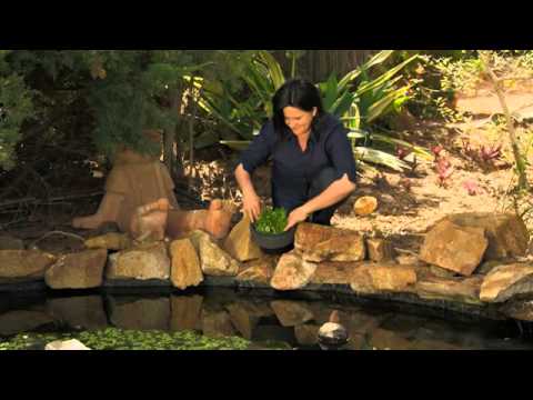 Wonders of Water Cress Wonders of Water Cress