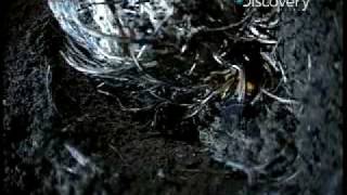 Video 1