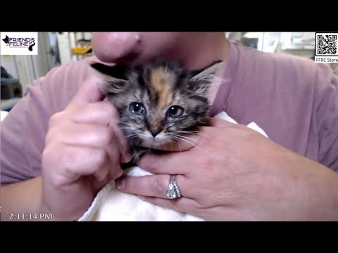 Beautiful Rosa Maria 08-11-2025  Friends of Felines Rescue Center (FFRC)