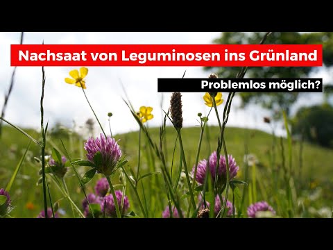 Nachsaat von Futter-Leguminosen ins Grünland! Geht das?
