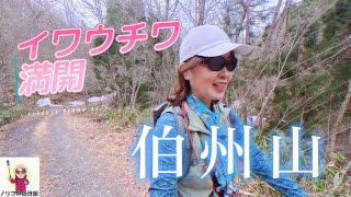 We went to Mount Hakushuzan with my mother to see the rock primrose.