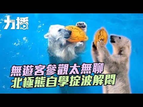 北極熊自學掟波解悶 北極熊自學掟波解悶