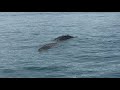 He S A Monster Giant Crocodile Spotted In Far North Queensland