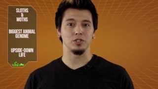 3 Animal Oddities: Sloths &amp; Moths, the Biggest Genome, and Upside-Down Life