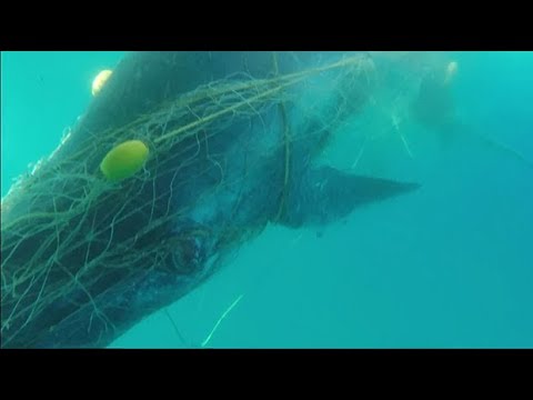Moment rescuers free baby whale trapped in shark nets off Australia’s coast