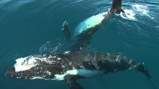 Whale Watching in Crystal Clear Water!