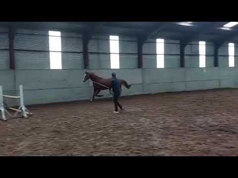 Quality Gelding - Image 2