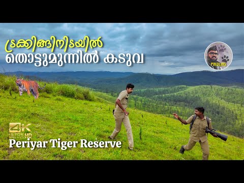Encounter with Tiger while Forest Trekking | Jungle Camp in Periyar Tiger Reserve Gavi, Vallakadavu