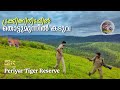 Encounter With Tiger While Forest Trekking Jungle Camp In Periyar Tiger Reserve Gavi Vallakadavu