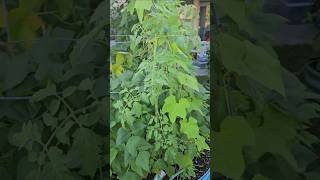 #singleseedchallenge2026 update 4 || DHBG #gardeningtips #garden #tomato