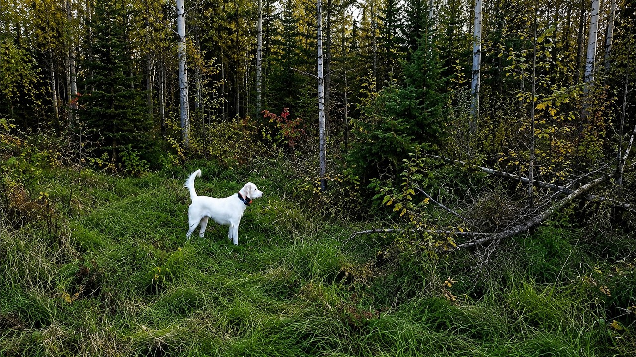 Grouse Hunting 101: A Beginner's Guide To Hunting Ruffed Grouse In The Northwoods