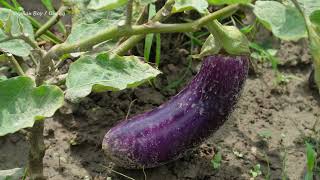 Make a new bed and fix the roof 