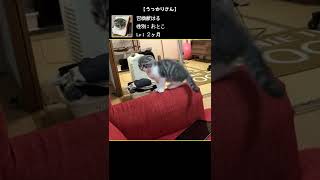 うっかりな子猫さん