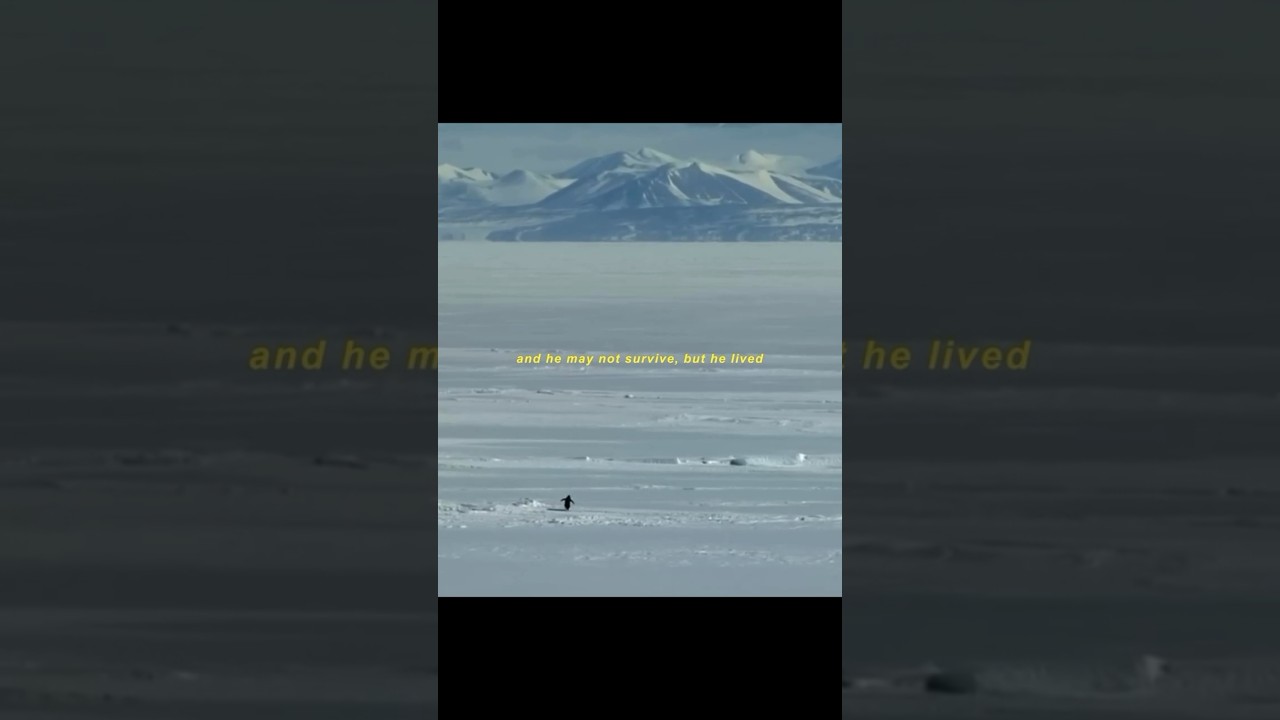 What is viral ‘Nihilist Penguin’ trend on social media that even Trump has joined? #penguin #viral