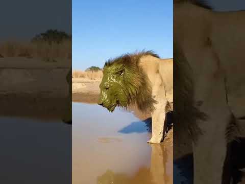 Lion Bites Hippo Tail… Instantly Regrets Everything 💀#바이럴 #반바지