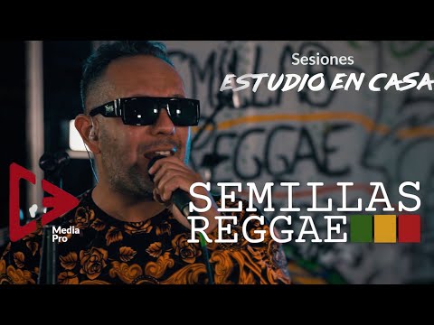 Fugitivo - En busca de tu Amor - Ay Amor - Semillas Reggae (Sesiones Estudio en Casa)