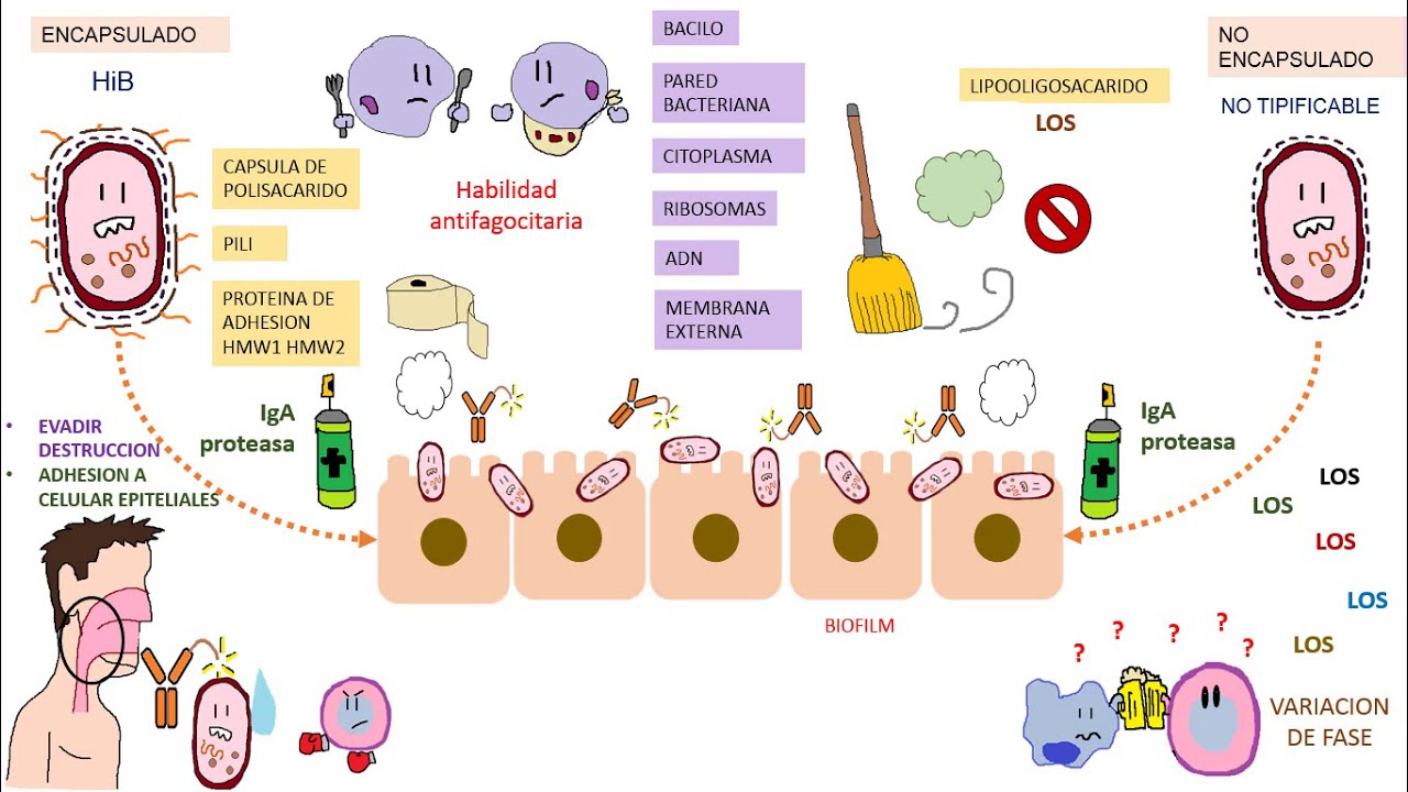 Haemofilus Influenzae