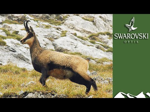 image-Which is the best chamois cloth to buy?