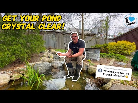 How To Professionally Clean Your Koi Pond!
