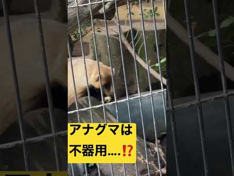 アナグマの種類 - アナグマフェレット (Melogale orientalis)