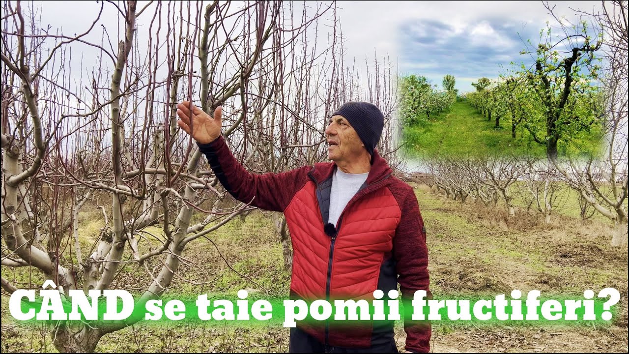 Când se taie pomii fructiferi