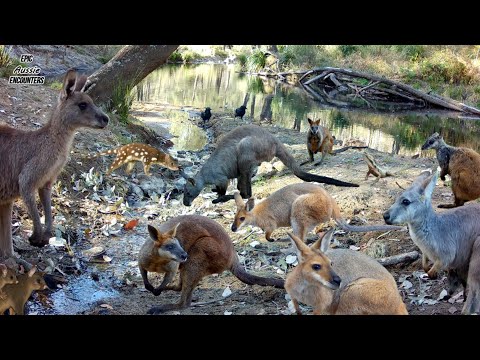 Wild Australian Animals at the Water’s Edge | Real Trail Cam Moments