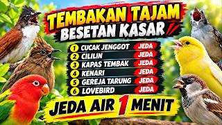 Download lagu 🔴 MUDAH MASUK! DONGKRAK TEMBAKAN MEMATIKAN   JEDA AIR ‼️ MASTERAN ISIAN MURAI BATU GACOR mp3